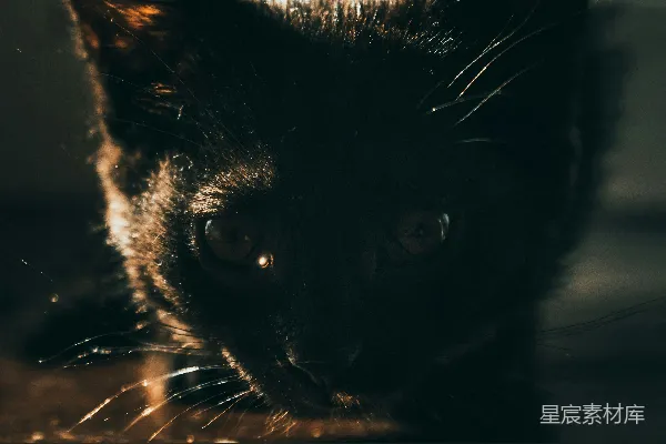 高清摄影 一只眼睛发光的猫