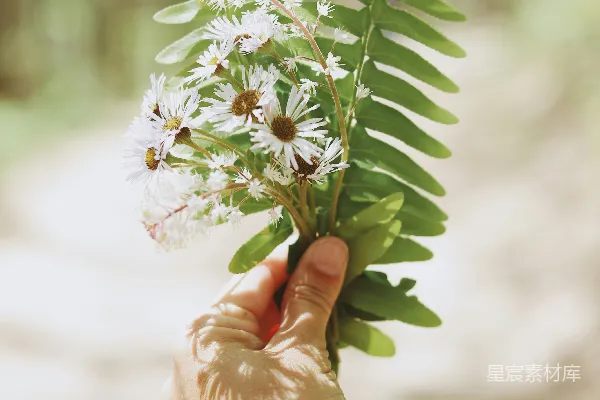高清摄影 手持白色花瓣花的人