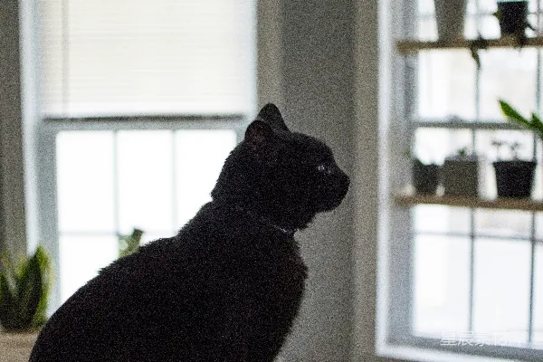 高清摄影 一只黑色的猫坐在窗台上。