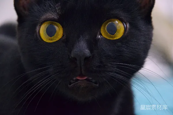 高清摄影 短毛黑猫，绿眼睛