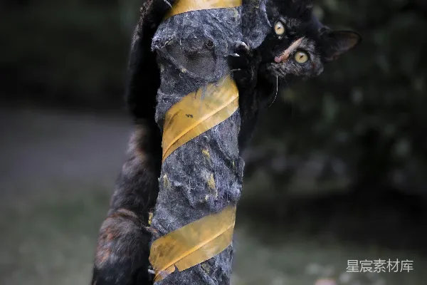 高清摄影 一只戴着黄黑条纹领带的猫爬在杆子上。