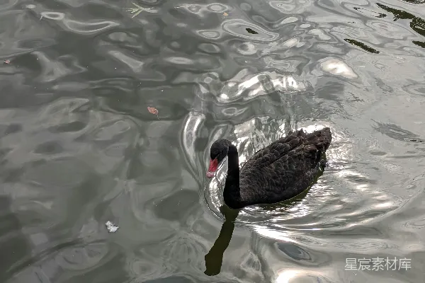 高清摄影 一只黑天鹅漂浮在水面上。