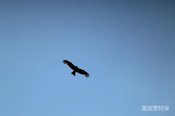 高清摄影 一只大鸟飞过蓝色的天空