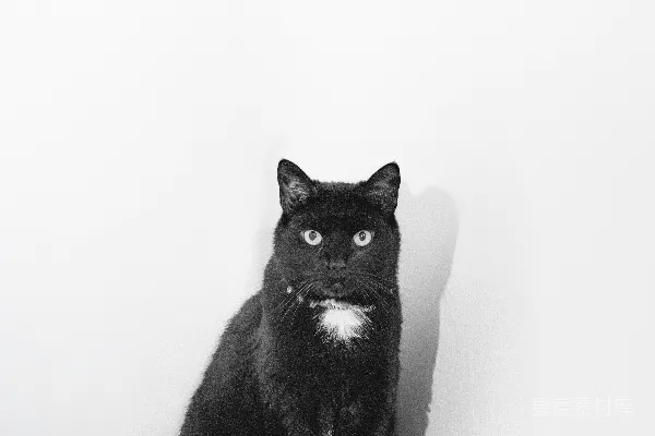 高清摄影 黑猫坐在钢琴键盘上