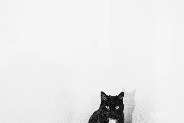 高清摄影 黑猫坐在钢琴键盘上