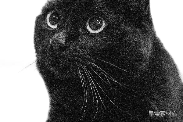 高清摄影 一只黑猫好奇地向上看。