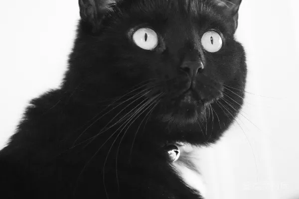 高清摄影 黑猫睁大明亮的眼睛凝视着。