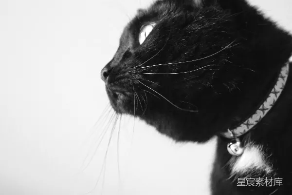 高清摄影 一只黑猫专注地看着某样东西。