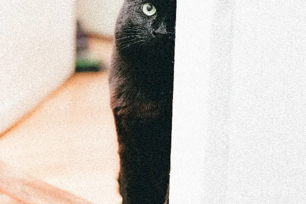 高清摄影 一只黑猫从门后偷窥。