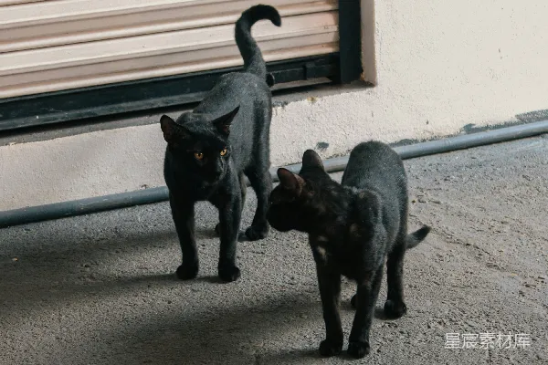 高清摄影 两只黑色的猫并排站着。