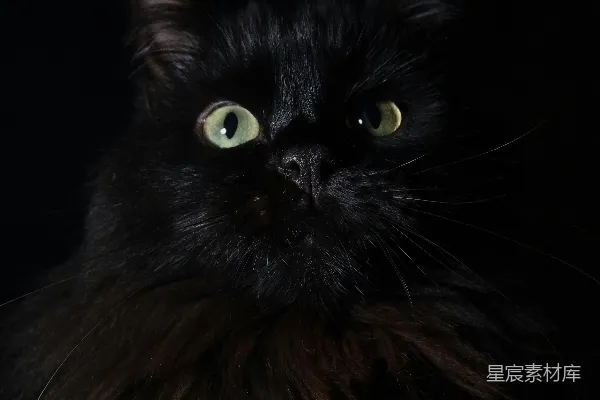 高清摄影 一只黑色的猫，绿色的眼睛，在黑暗中坐着。
