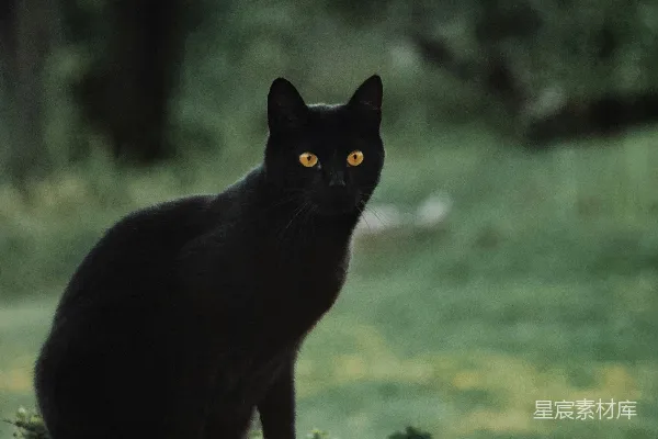 高清摄影 一只黑猫坐在木制长凳的顶端。