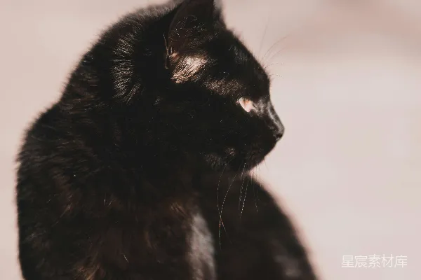 高清摄影 一只黑猫坐在桌子的顶部。