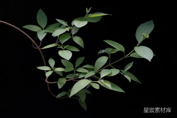 高清摄影 绿色植物