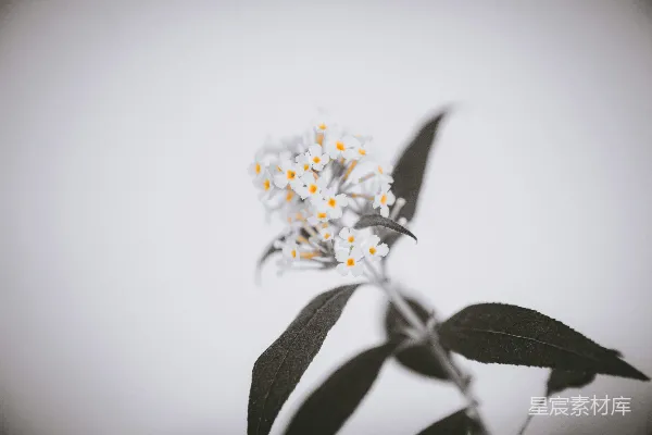 高清摄影 白天盛开的白色花瓣的花