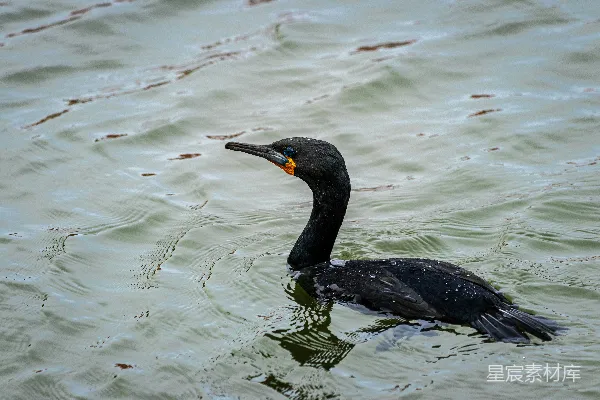 高清摄影 白天水面上的黑鸭