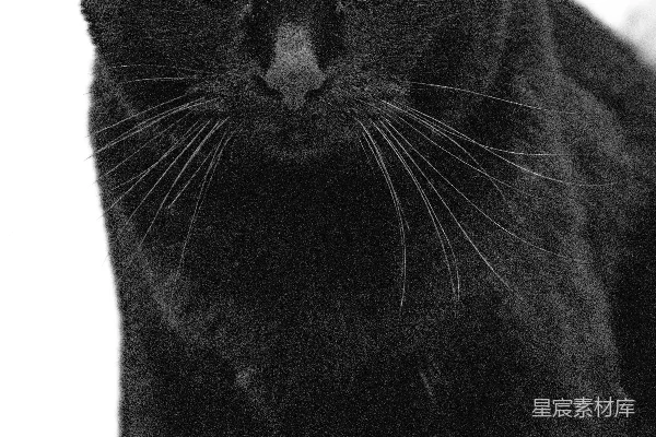 高清摄影 一只黑猫坐着，盯着看。
