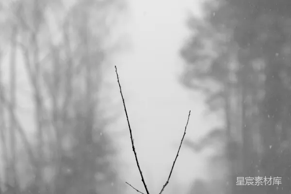 高清摄影 雪地上的黑树枝
