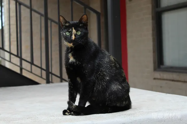高清摄影 白桌上有一只黑猫。
