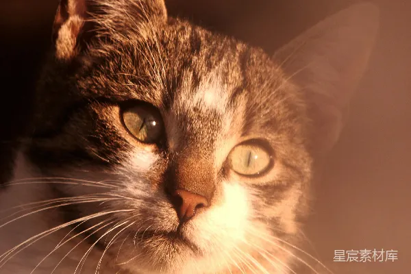 高清摄影 棕色虎斑猫