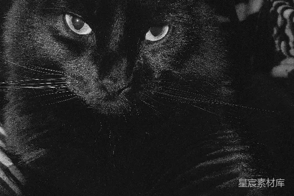 高清摄影 黑猫在灰色布料上