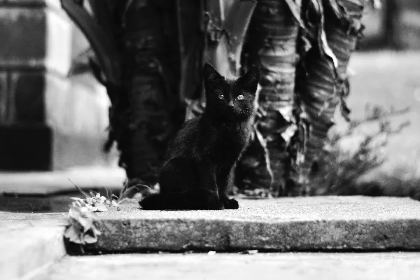 高清摄影 灰灰混凝土地板上的黑猫