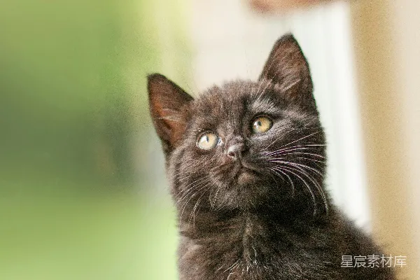 高清摄影 一只黑猫坐在窗台上，抬头看着。