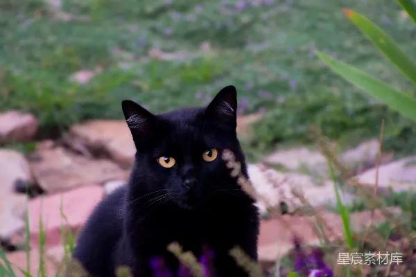 高清摄影 一只黑猫坐在一片紫色花丛中。