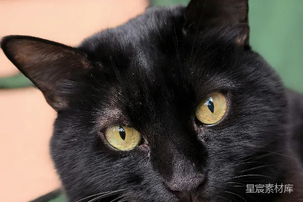 高清摄影 一只黑猫舌头微微伸出。