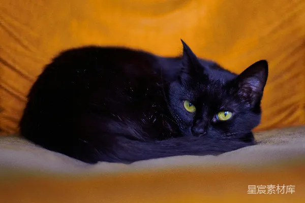 高清摄影 黑猫躺在白色纺织品上