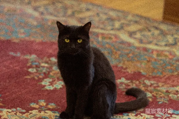 高清摄影 一只黑色的猫坐在房间里的地毯上。