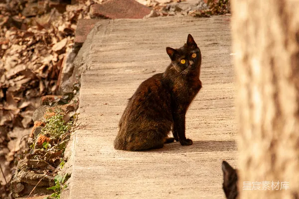 高清摄影 一只黑猫坐在人行道上，旁边有一棵树。