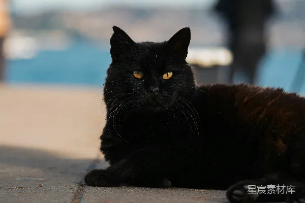 高清摄影 一只黑猫躺在人行道上，旁边是个人。