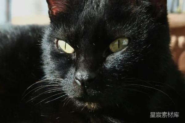 高清摄影 一只黑色的猫在草地上躺着的特写镜头