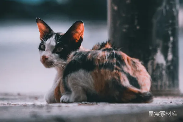 高清摄影 黑棕色猫咪躺在黑色金属柱旁的特写摄影