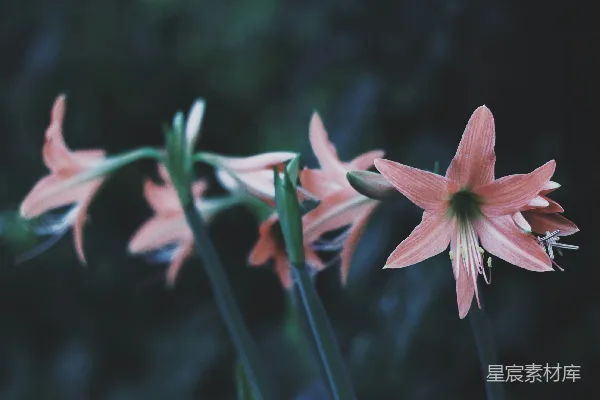 高清摄影 浅景深摄影中的粉红色花朵
