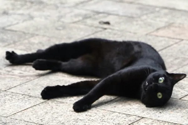高清摄影 黑猫躺在地板上