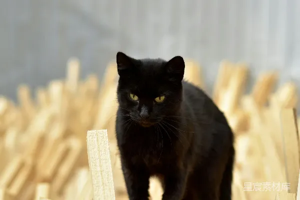 高清摄影 一只黑猫站在木结构的顶部。