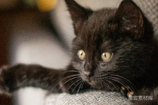 高清摄影 一只黑猫趴在沙发上。