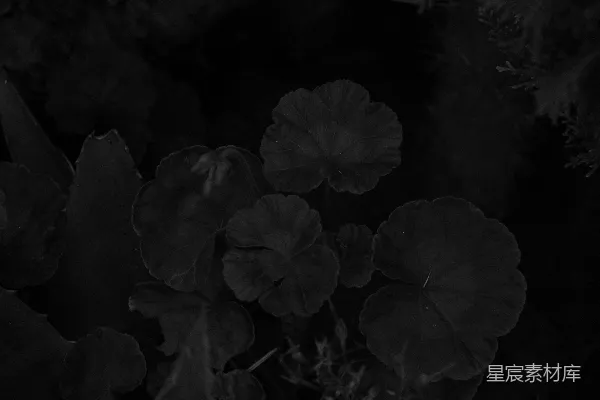 高清摄影 一张黑白照片，展示了一簇鲜花。