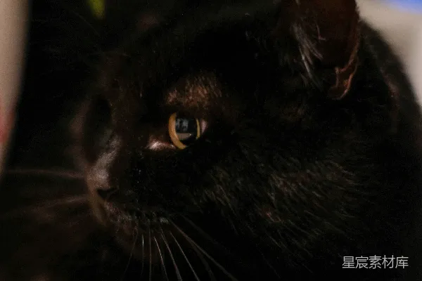 高清摄影 一只黑色的猫躺在桌子旁，旁边有一盆植物。