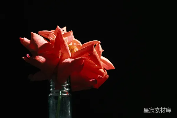 高清摄影 一个装满红色花朵的玻璃花瓶，背景是黑色。
