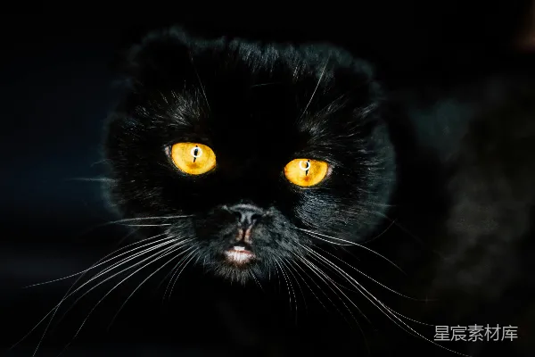 高清摄影 一只黑色猫咪的特写，它的眼睛是黄色的。