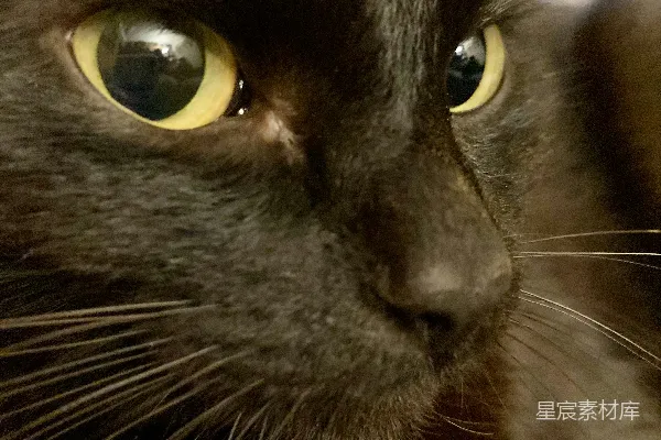 高清摄影 一只特写的黑猫，它的眼睛是黄色的。