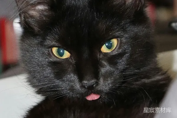 高清摄影 黑长毛猫