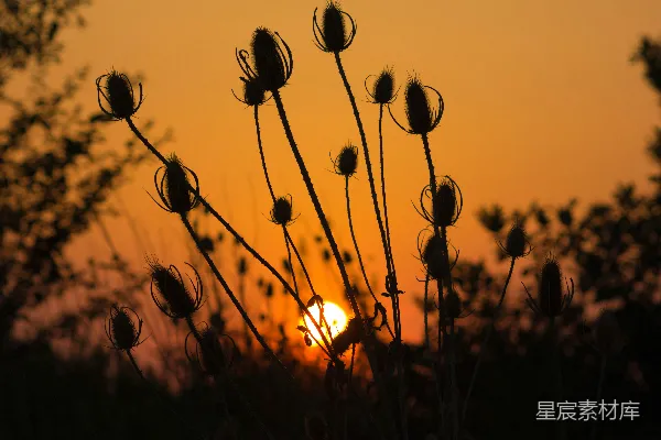 高清摄影 一片花田