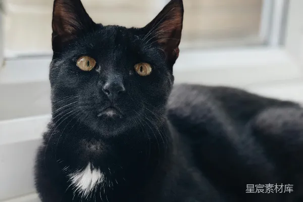 高清摄影 黑猫在白桌上
