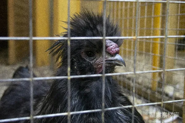 高清摄影 一只笼子里的小鸟