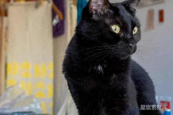 高清摄影 黑猫在白桌上