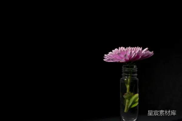 高清摄影 一张桌子上的玻璃花瓶里有一朵粉红色的花。